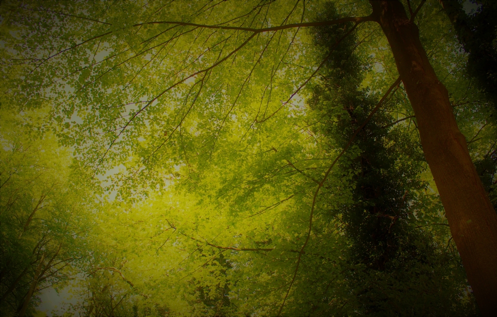 Alberi