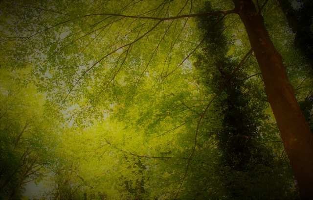 Alberi