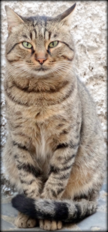 gatto in posa 1
