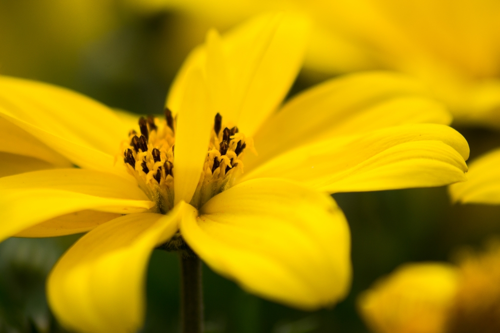 Fiore Giallo