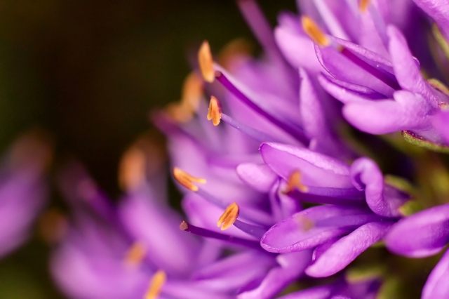 Macro-flowers