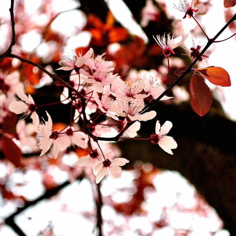 COSE CHE FANNO PRIMAVERA