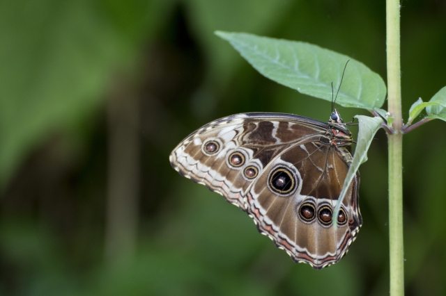 Farfalla tropicale