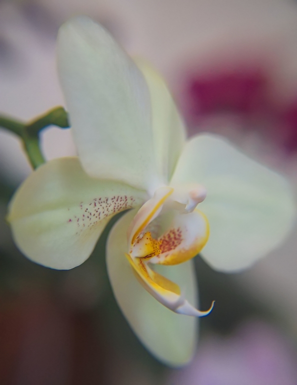 Orchidea #2