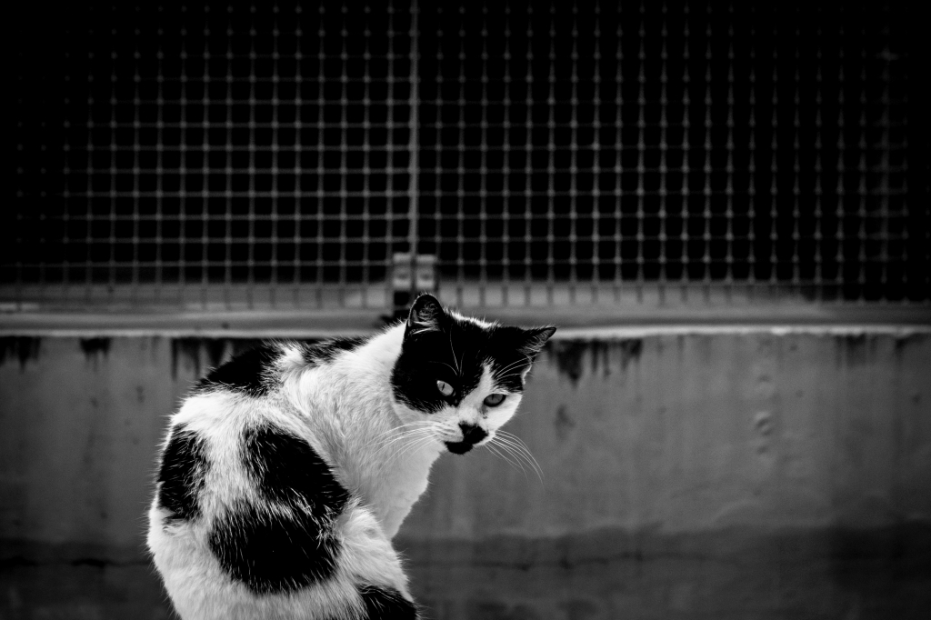 Gatto