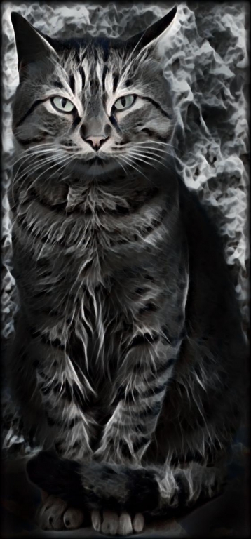 gatto in posa fume'
