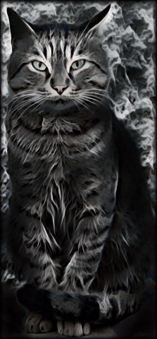 gatto in posa fume'