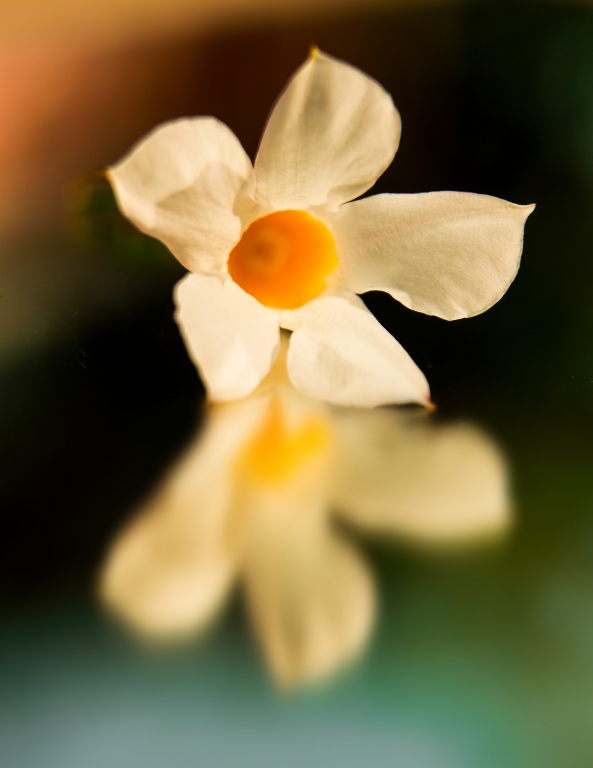 Fiore allo specchio