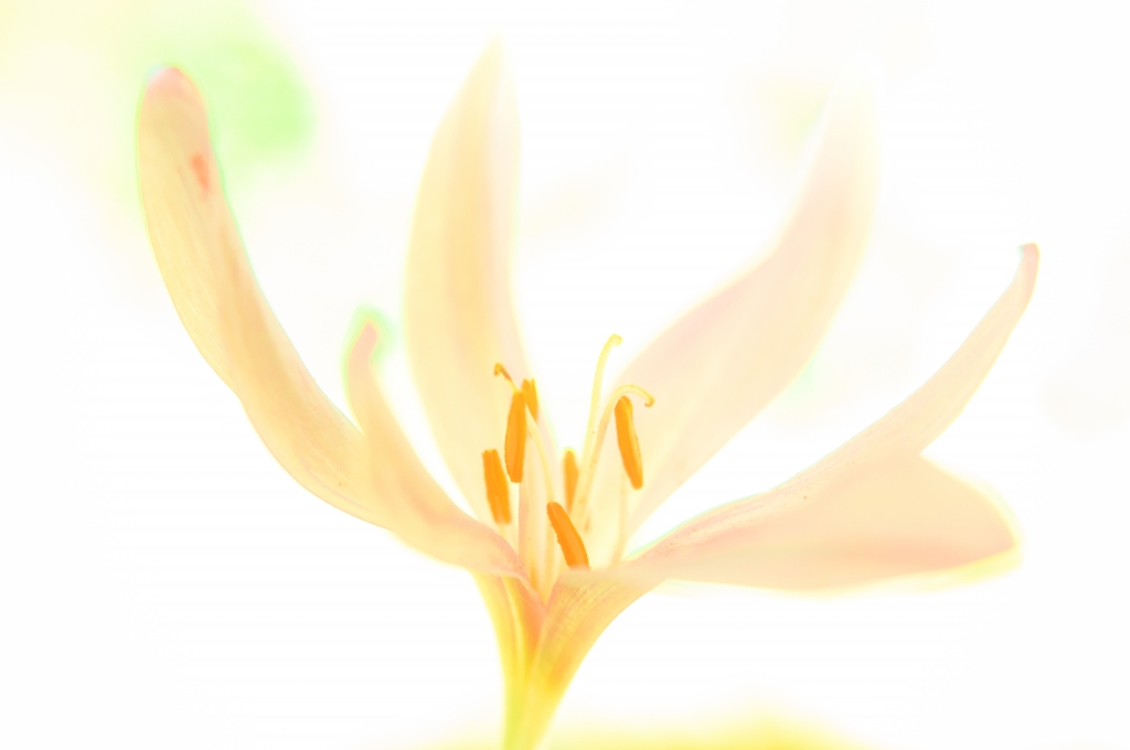 Colchicum