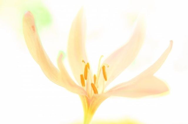 Colchicum
