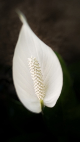 Fiore · giuliobardelli