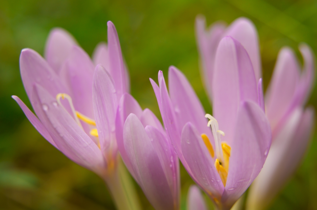 Colchicum fioriti