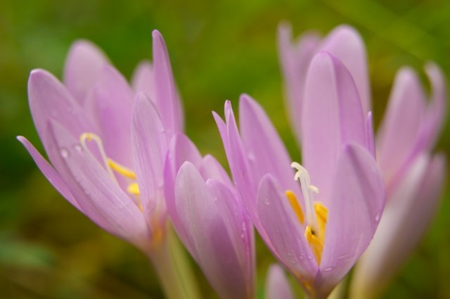 Colchicum fioriti