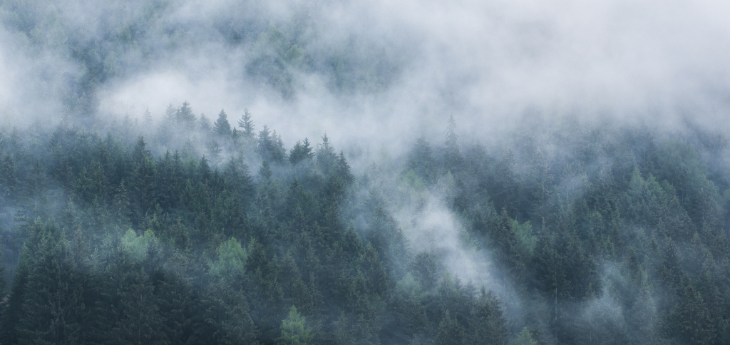 Nuvole tra gli alberi