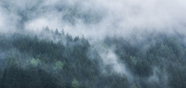 Nuvole tra gli alberi