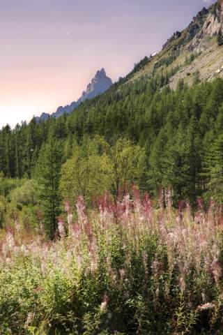 Fioritura in val Ferret
