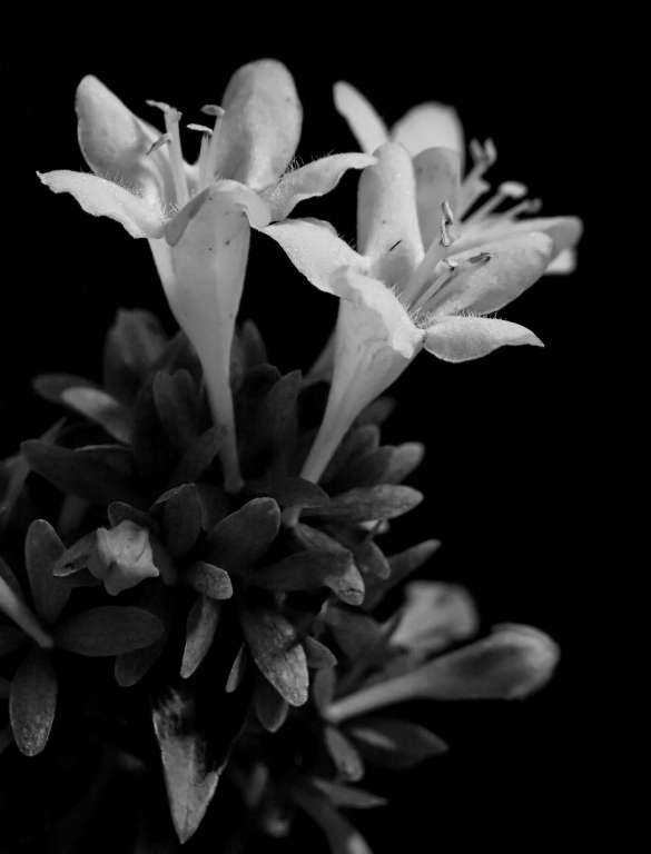 Fiori #1