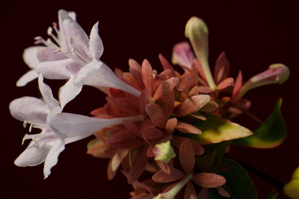 Fiori #2