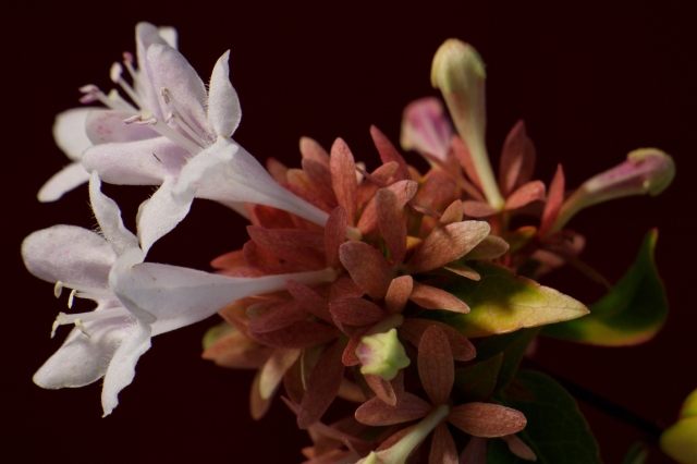 Fiori #2 · crisferro73