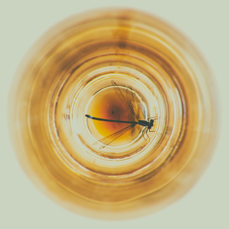 Libellula