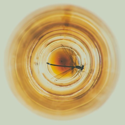 Libellula · soniamariastierli