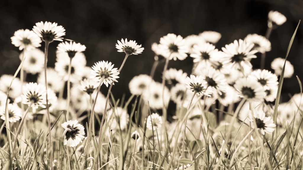 Petali di luce