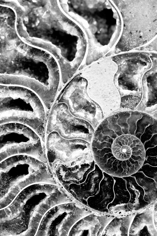 Conchiglia Fossile