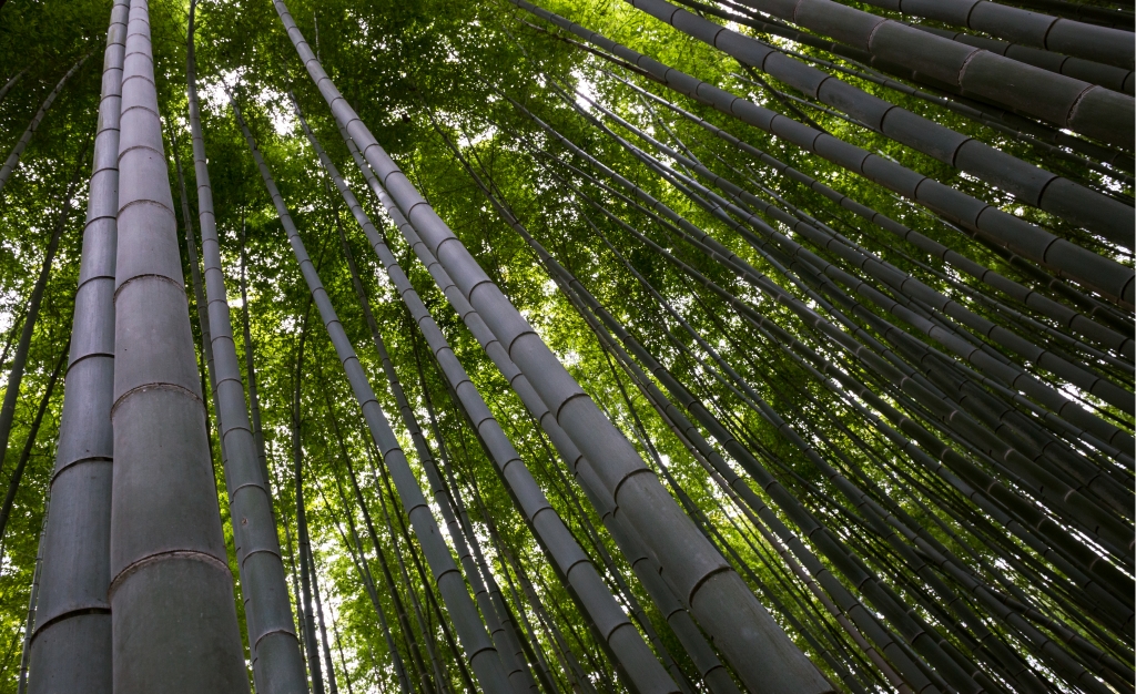 Bamboo Grove