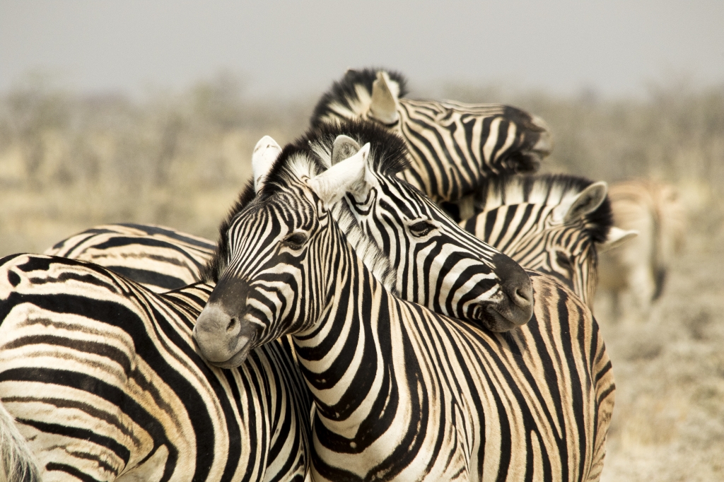 Abbraccio di zebre