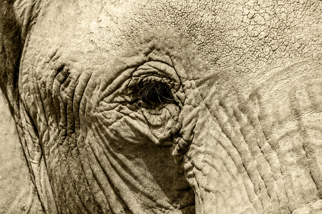 Occhio di elefante
