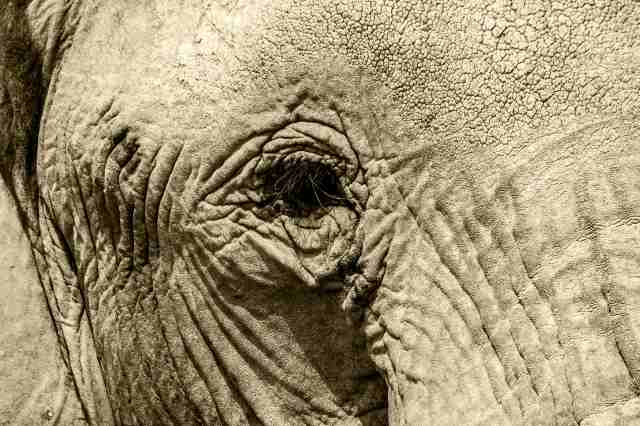 Occhio di elefante