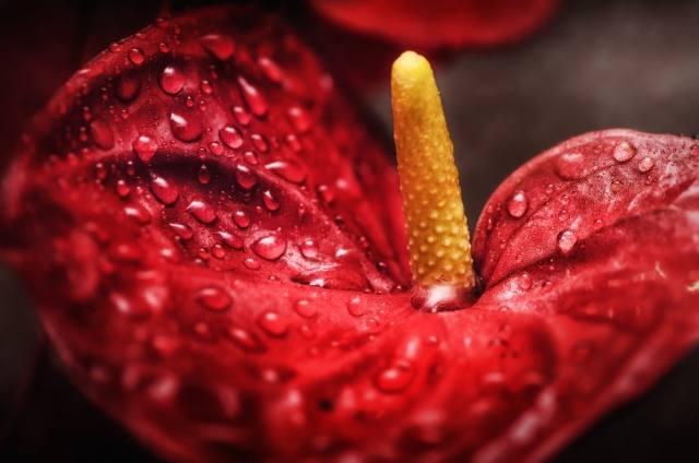 Anthurium