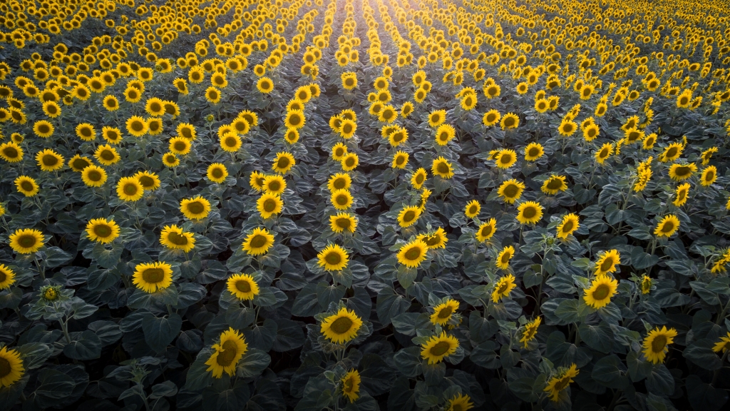 Girasoli