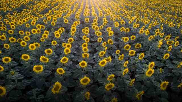 Girasoli