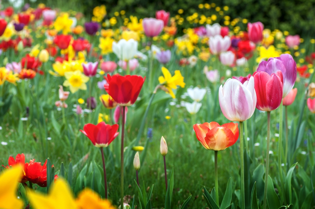 Fiori multicolor