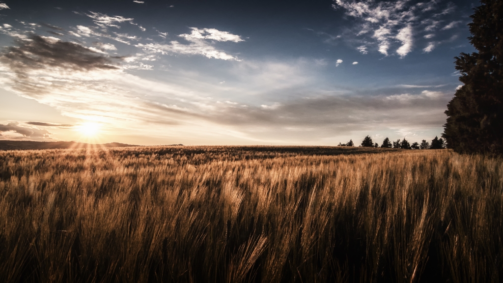 Campo di grano