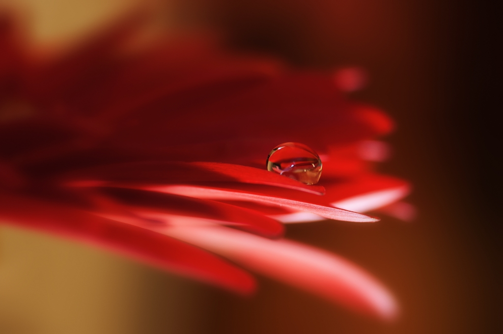 Goccia su gerbera