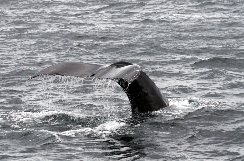 Whale tail
