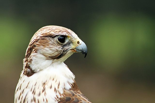 Falco