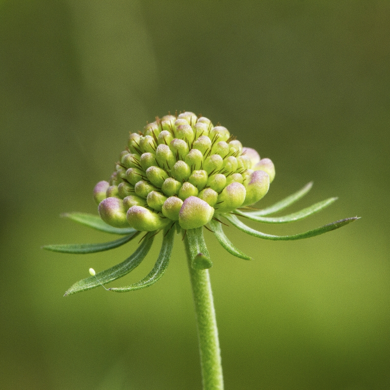 Ombrello verde