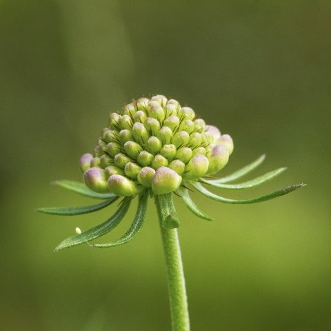 Ombrello verde