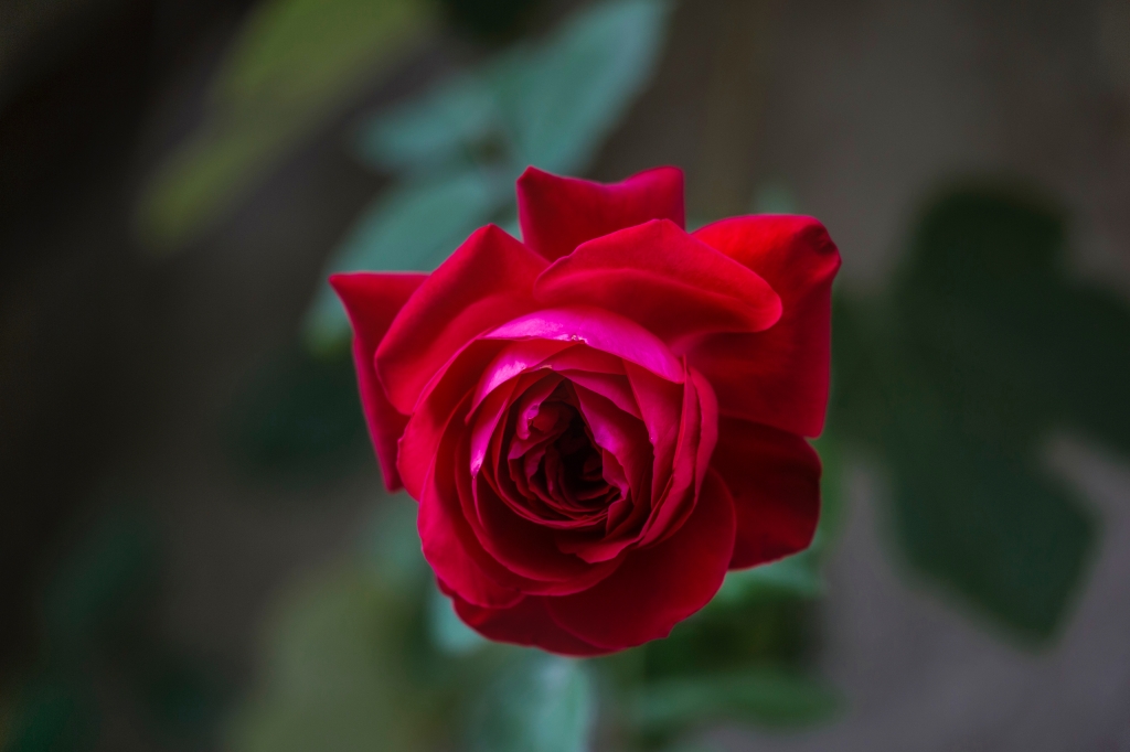 il fiore più bello