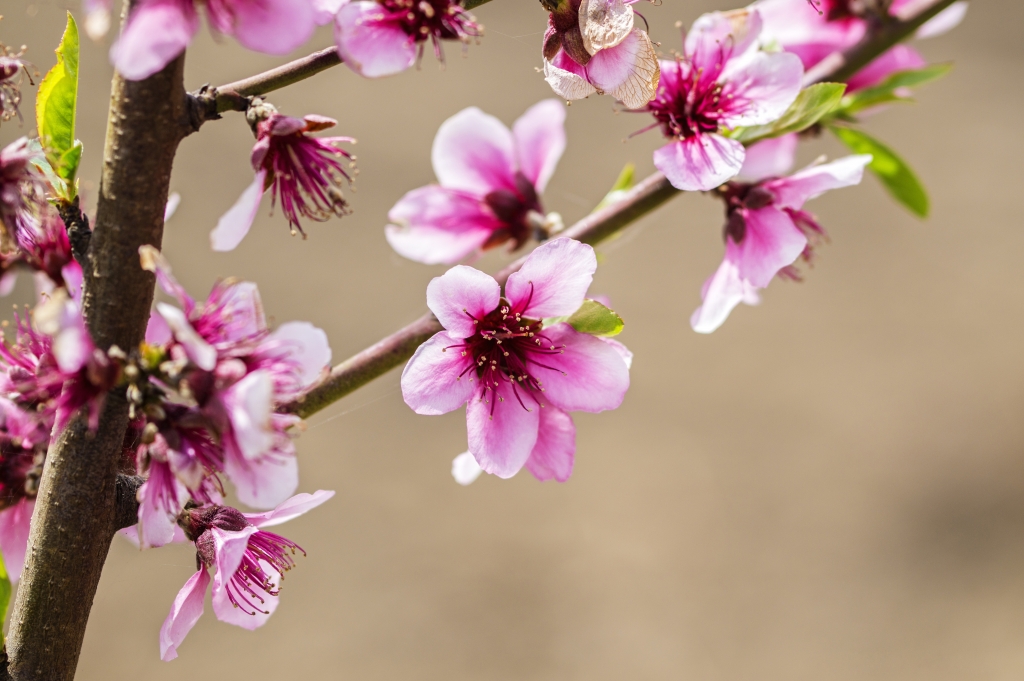 Fiori di pesco