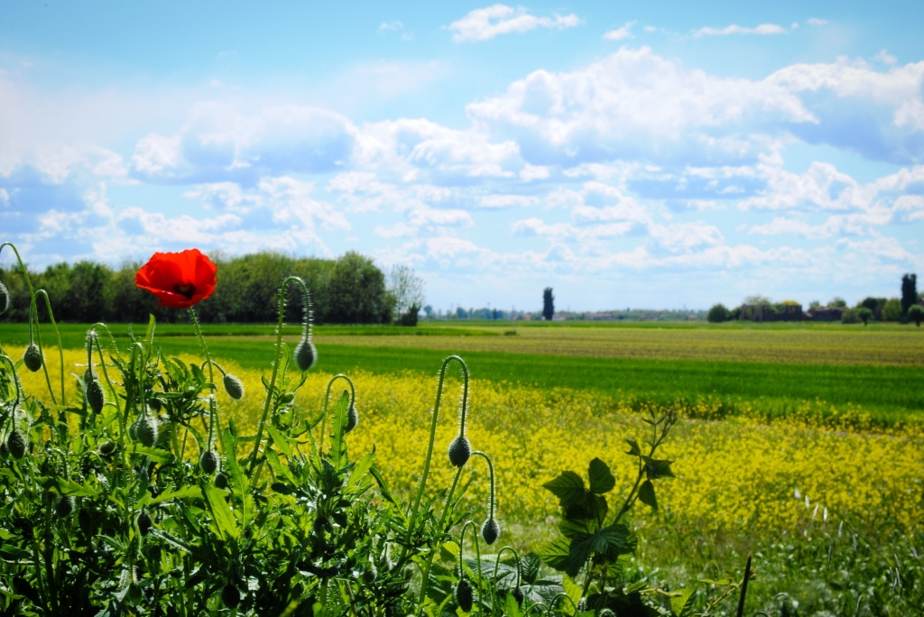 la nascita di un fiore