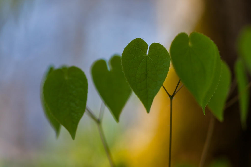 Cuori