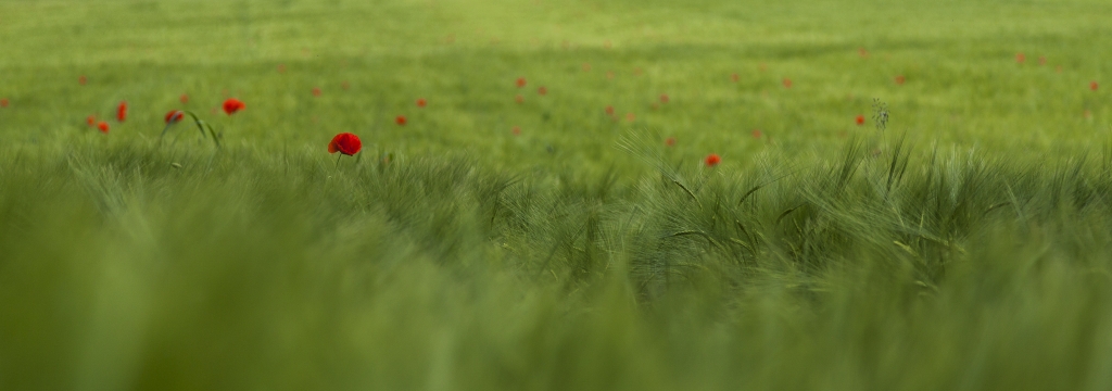 Immersi nel verde