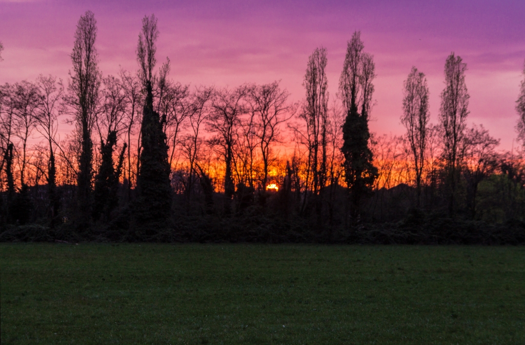Tramonto viola tra gli alberi