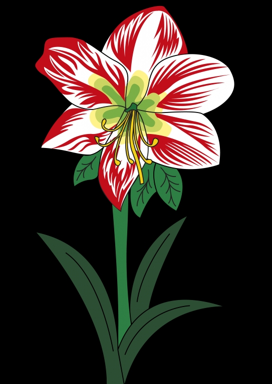 Amarillis disegno floreale