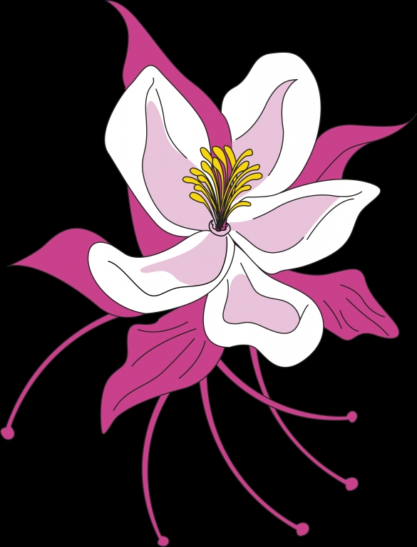 aquilegia