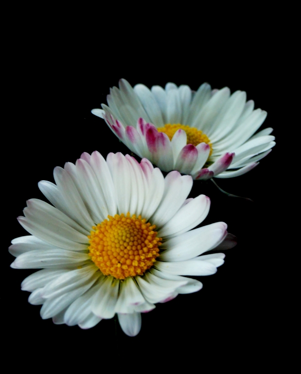 sister daisy
